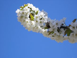Branche de cerisiers en fleur Mont Ventoux - Producteur Val de Nesque