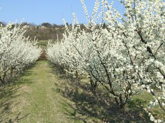 Champs Cerisiers en fleurs Mont Ventoux - Producteur Val de Nesque