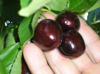 Ramassage Cerises Mont Ventoux - Producteur Val de Nesque