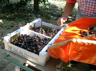 Ramassage Cerises Mont Ventoux - Producteur Val de Nesque