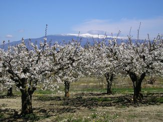 Vieux Cerisiers Mont Ventoux - Producteur Val de Nesque